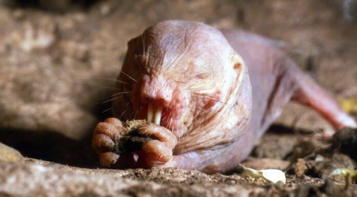 10 animali che sono ciechi
