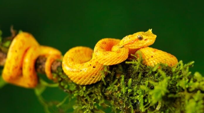 Incontra i 10 animali gialli più belli del mondo
