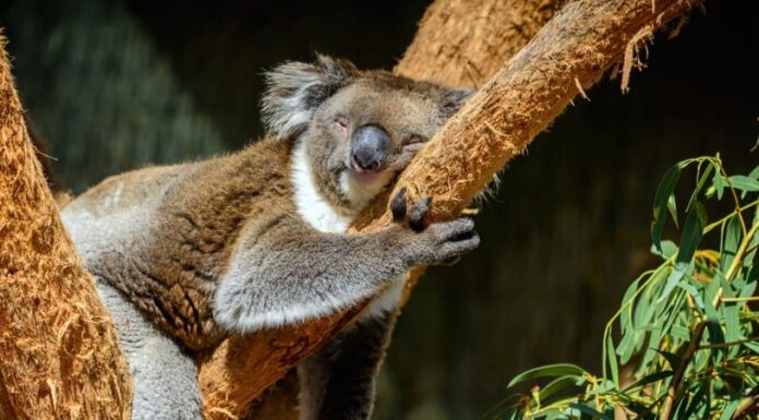 10 animali che dormono molto
