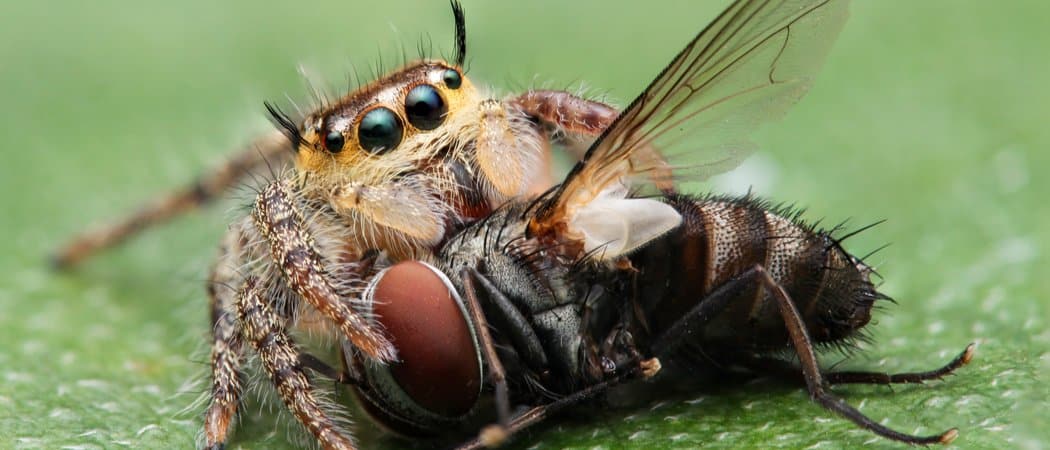 Scopri 15 fantastici animali che mangiano insetti