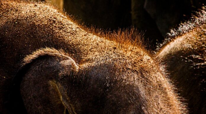Elephant Hair - Close up of hair on an elephant