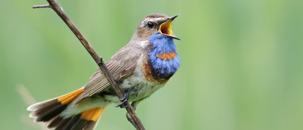 10 animali che cantano