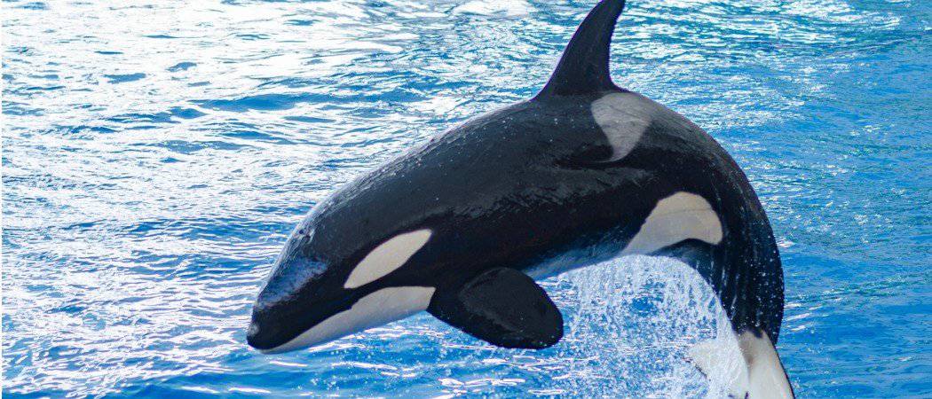 I 10 migliori animali che usano il sonar per sopravvivere