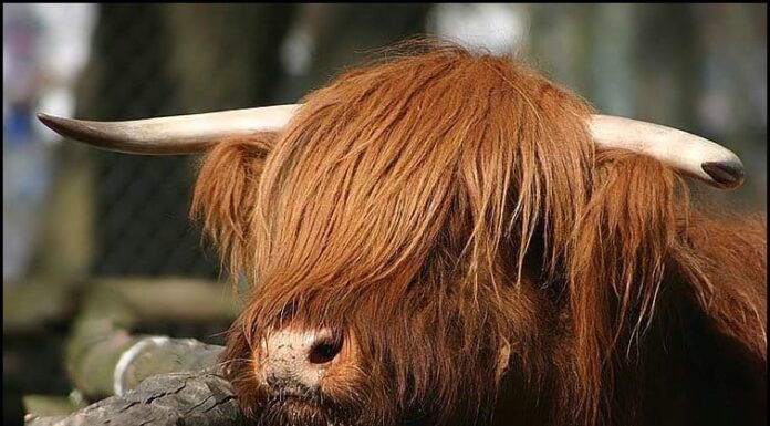 I 10 animali più pelosi del mondo
