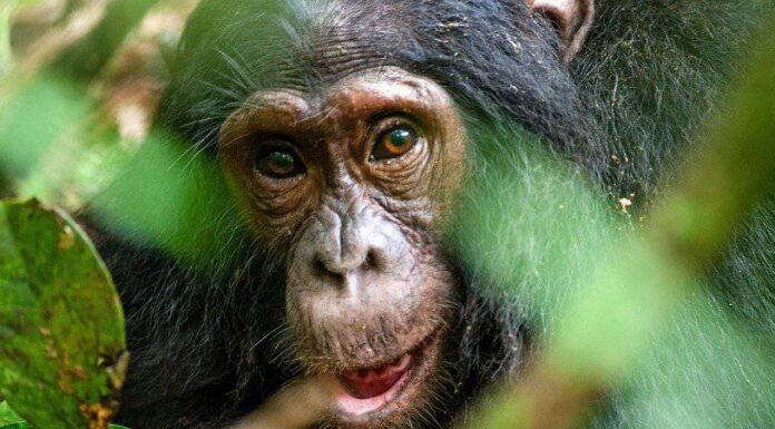 7 animali che mangiano i loro piccoli
