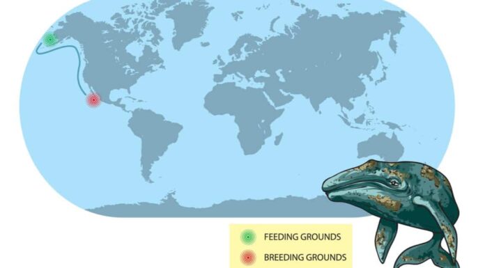 what do whales eat - gray whale baleen