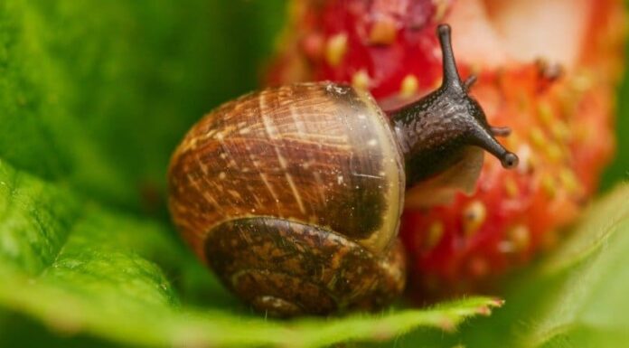 7 Animali Che Stimolano
