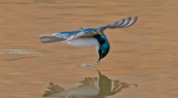 A The Best Nest Boxes Birds Will Actually Use for 2022