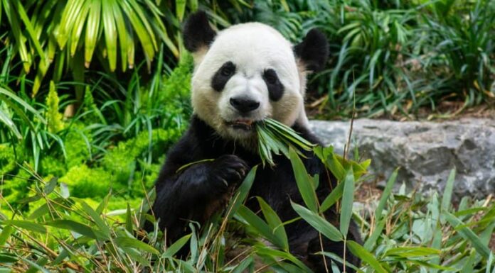 10 animali che mangiano l'erba
