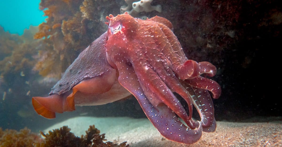 Craziest Animal Adaptations: Cuttlefish