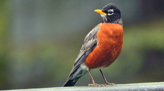 5 uccelli che sembrano pettirossi
