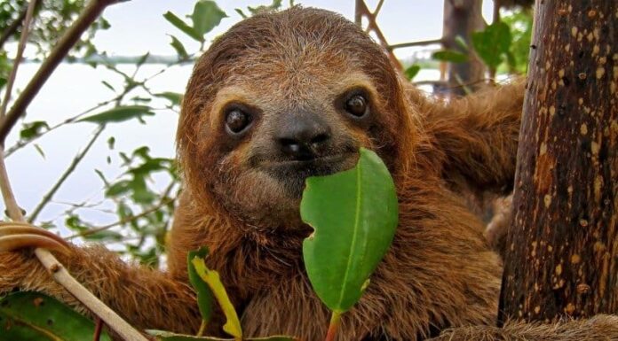 10 animali che non dormono come te e me
