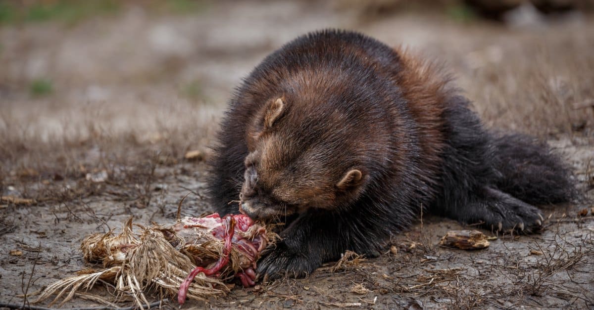 What Do Wolverines Eat