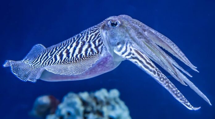 What Do Cuttlefish Eat