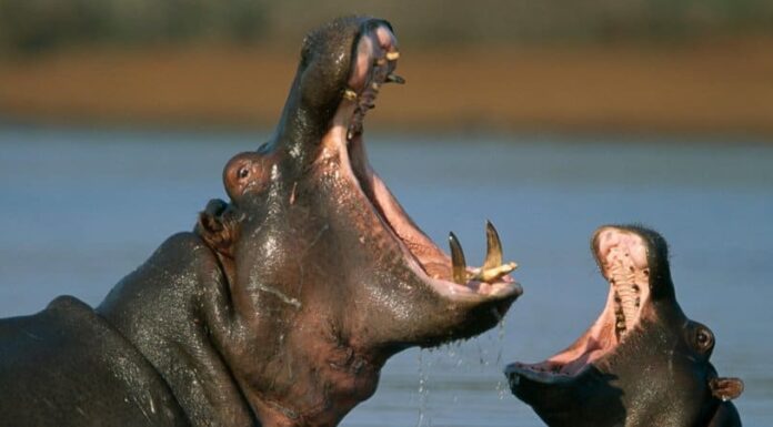 10 animali con più stomaci
