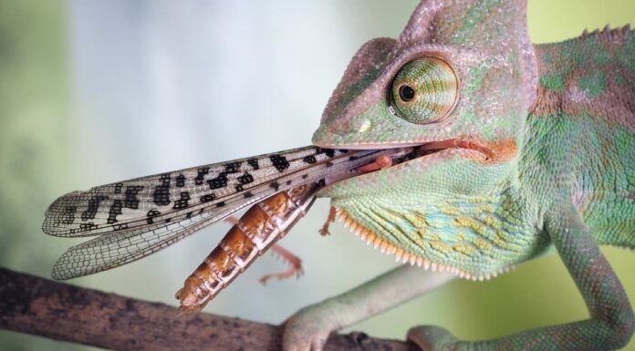 What Do Chameleons Eat