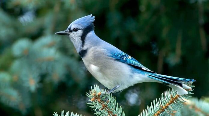 12 tipi di uccelli più comuni
