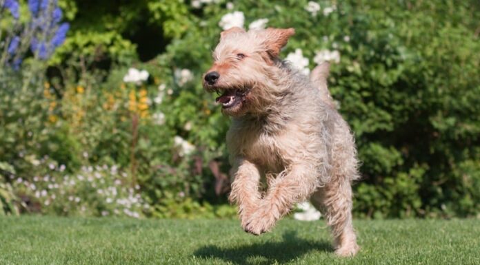 Le 11 migliori razze di cani più rare
