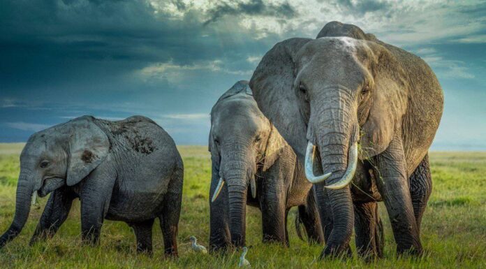 Asian elephants eating together