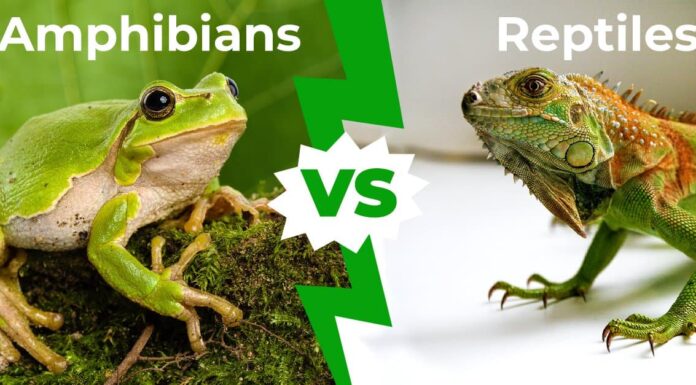 Anfibi contro rettili: spiegate 10 differenze chiave
