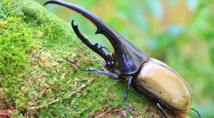 Red Blister Beetle on a chamomile flower
