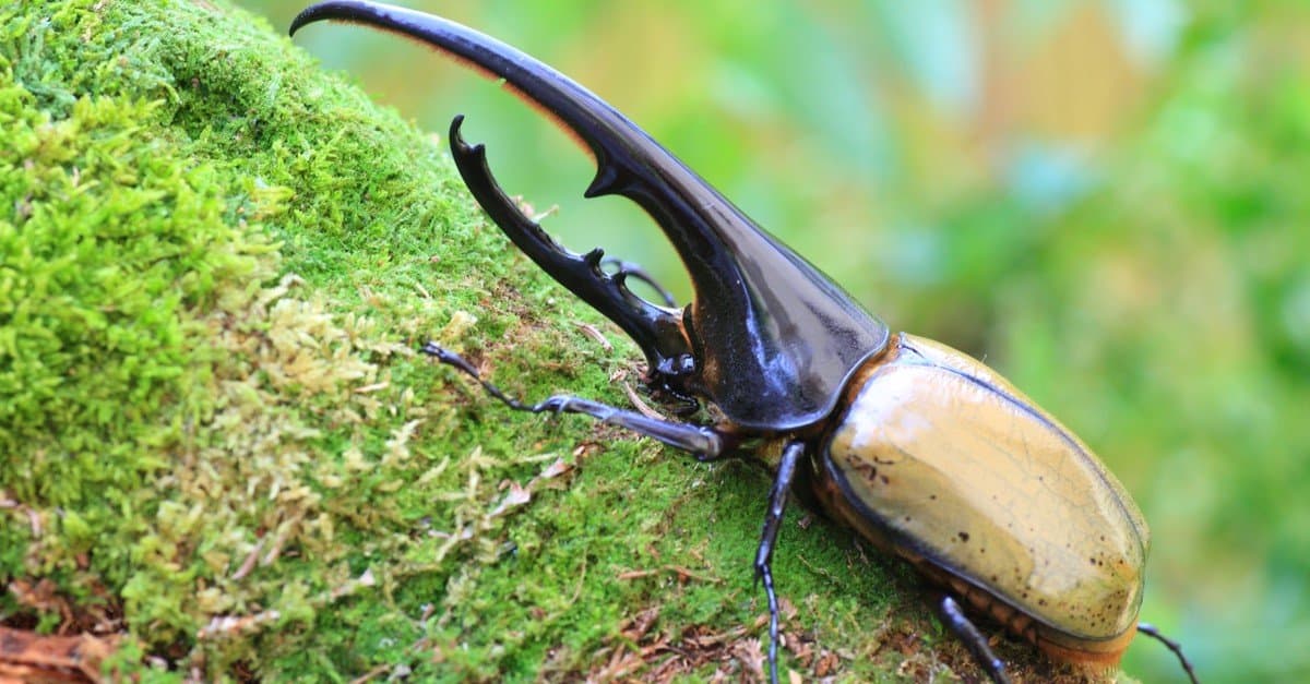 Red Blister Beetle on a chamomile flower