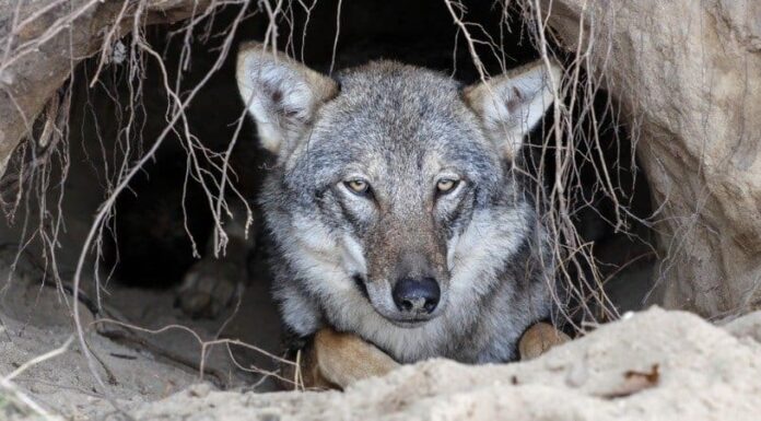 Cosa mangiano i lupi?
