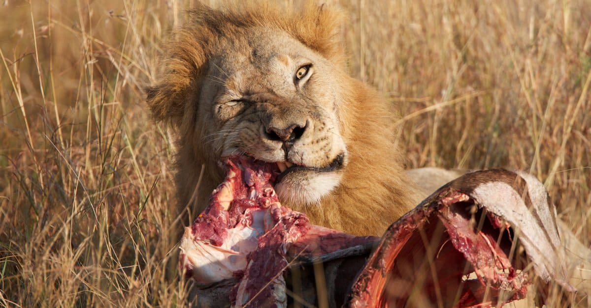 What do lions eat