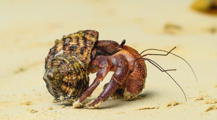 Quali animali in Nord America vanno in letargo?
