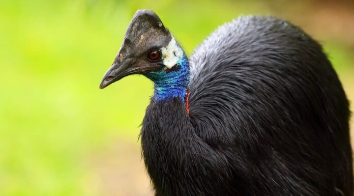 A The Best Nest Boxes Birds Will Actually Use for 2022