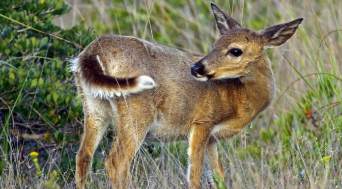 Perché gli animali hanno la coda?
