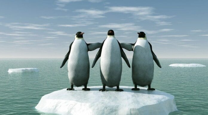 I pinguini sono mammiferi?
