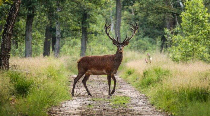 Come fanno i cervi a stare al caldo in inverno?
