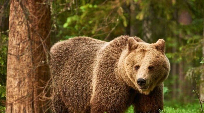 Perché gli orsi vanno in letargo?
