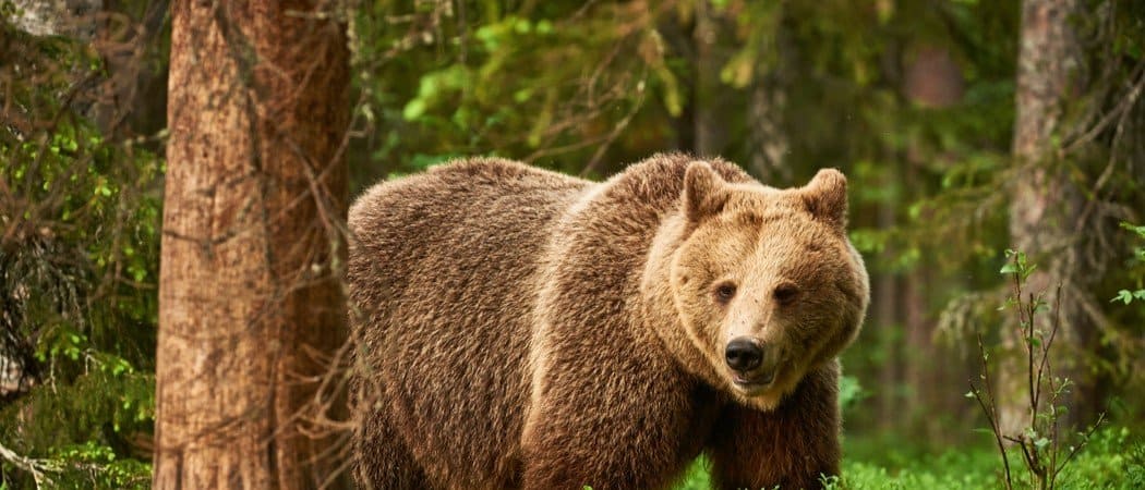 Perché gli orsi vanno in letargo?