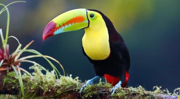 Gli uccelli sono mammiferi?
