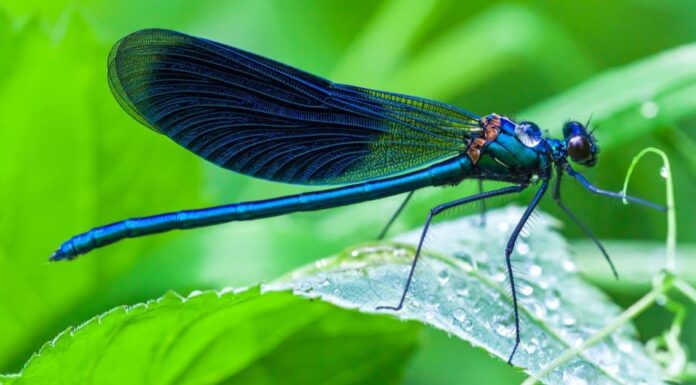 Le 10 libellule più grandi del mondo
