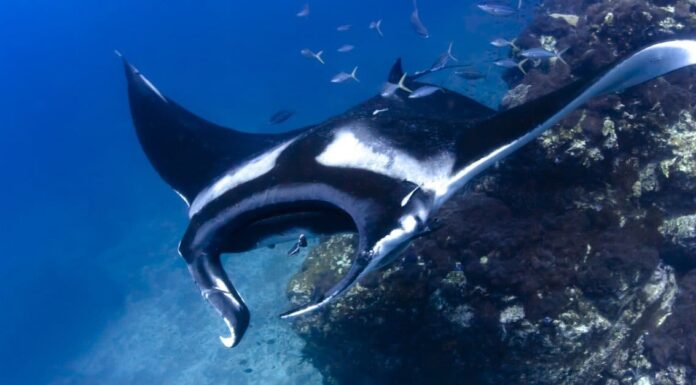 Scopri la manta più grande del mondo mai registrata
