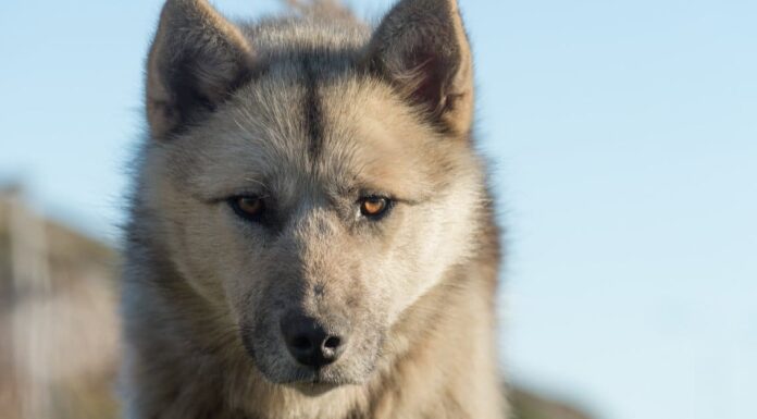 Most Expensive Dog Breeds: Chow Chow