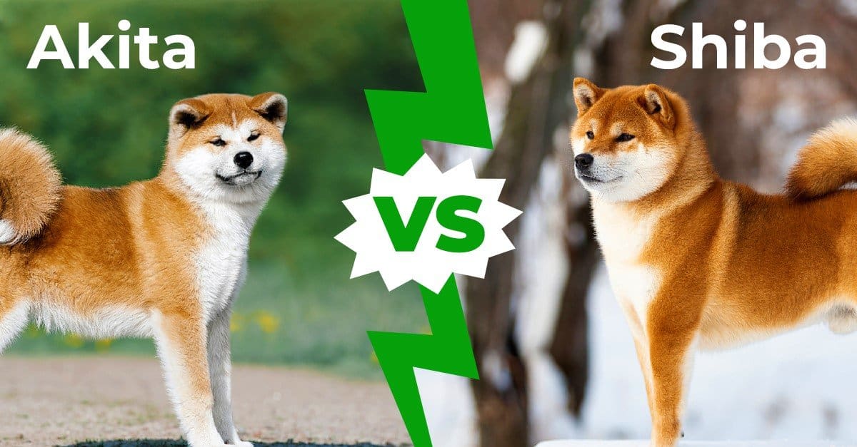 Akita Inu vs Shiba Inu: spiegate le nove differenze principali