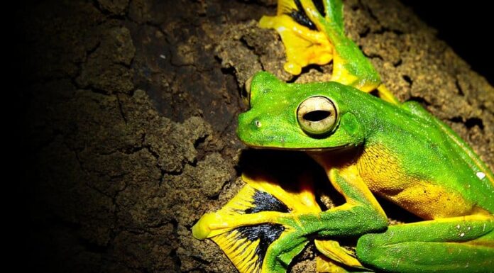 9 animali che volano (che non sono uccelli!)
