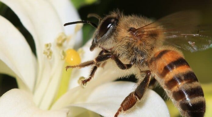 10 animali che si riproducono asessualmente
