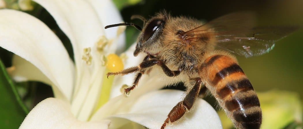 10 animali che si riproducono asessualmente