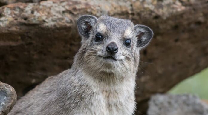 I 9 animali più interessanti del mondo
