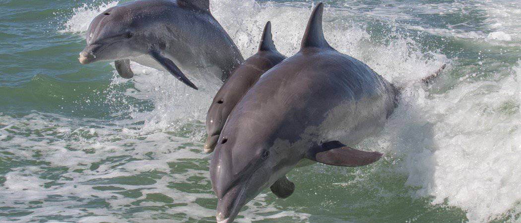 I delfini sono mammiferi?