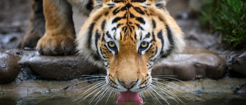 I 10 animali più belli del mondo