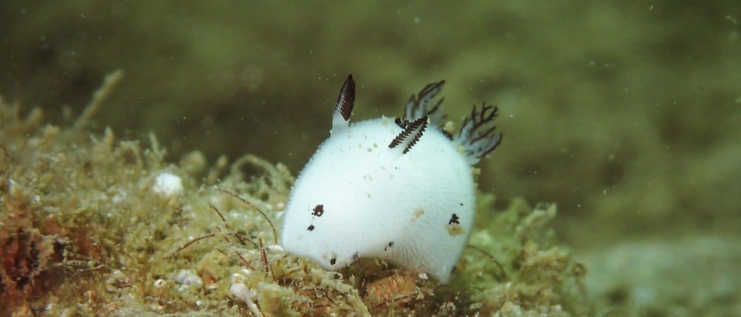 The Sea Bunny: 3 fatti a cui non crederai