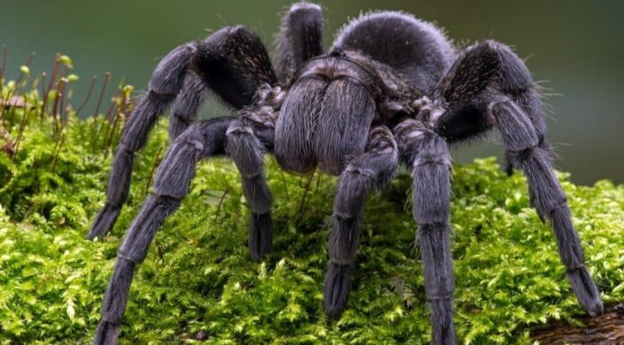 Il ragno è un insetto?
