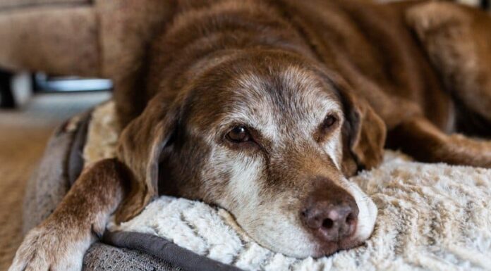 I migliori 8 cani più anziani di sempre
