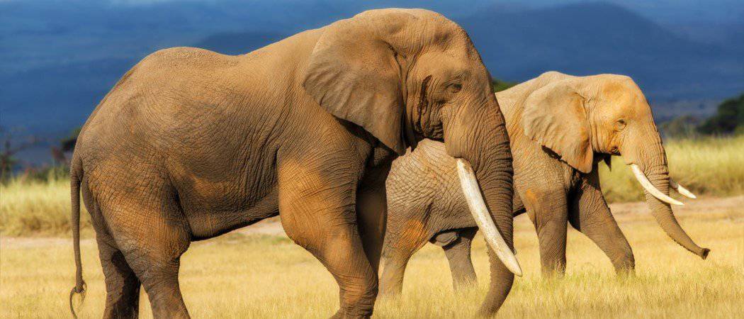 I 10 animali più pesanti del mondo